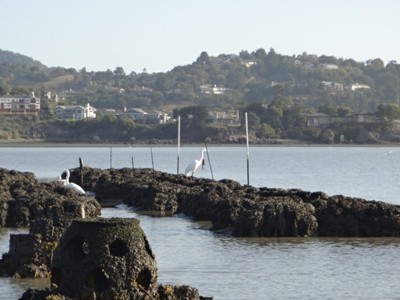 SF Bay photo