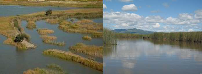 Tidal marshes